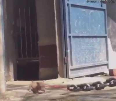 Y su nombre sera destripa infantes