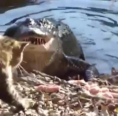 Here are Nine Lives in One Gif.