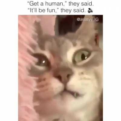 To make a kitty feel loved.