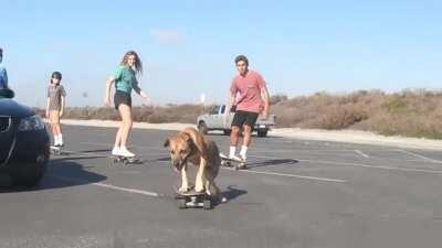 Skateboarding Dog and Company