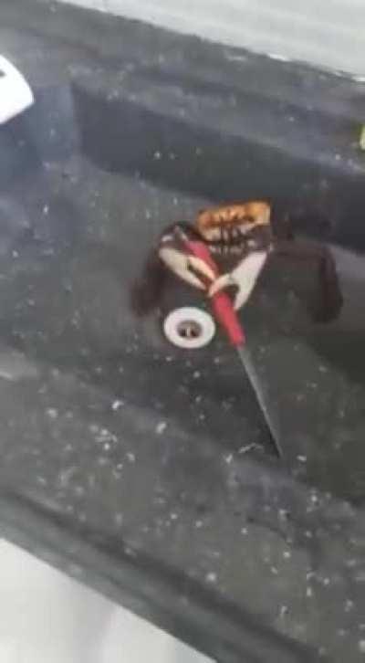 Master forgive me, I must use my sink dagger technique for once and for all!!