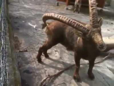 Itchy butt itchy butt