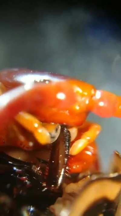This is how centipedes eat.