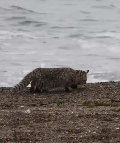Fotógrafo esperaba las orcas en Península Valdés y apareció un cachorrito de gato montés al acecho