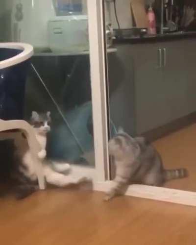 The kitty thinks there's a mirror...