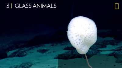 Here are 5 deep sea creatures you didn't know you needed to see