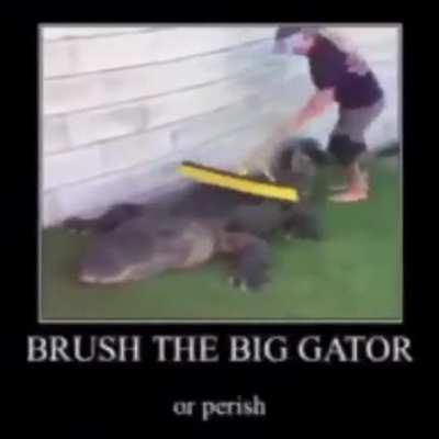 🐊