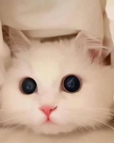 Cute attack eyes, found from Twitter