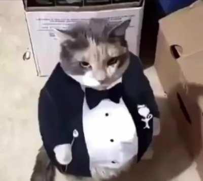 Fat ass cat in a tuxedo