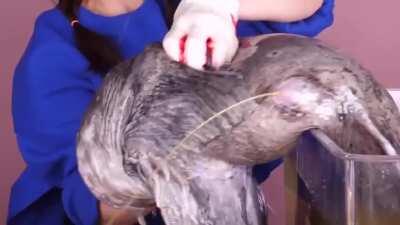 Ssoyoung torturing and eating live animals