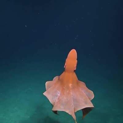 The beauty of the Ocean... Elegant Octopus