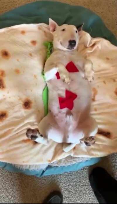 dOg gEtS cRuElLy pRePaReD tO bE eAtEn aLiVe