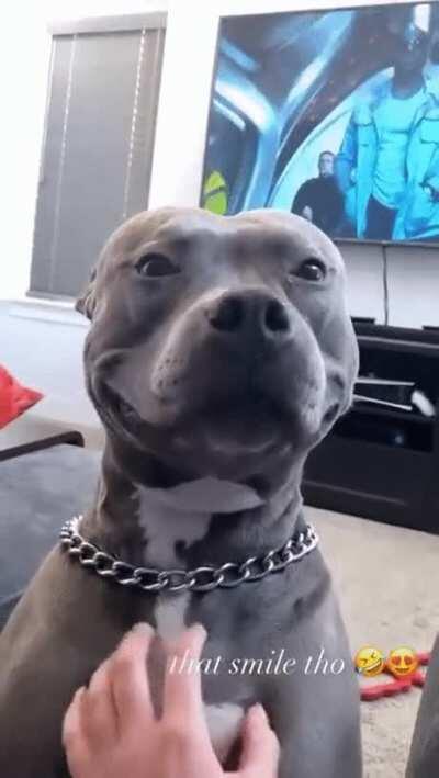 For Those Having a bad day, here's a doggo smile on the house.