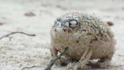 The unexpected sound of a desert rain frog