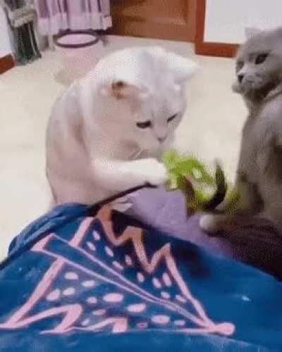 Trusting your Human with your Toy