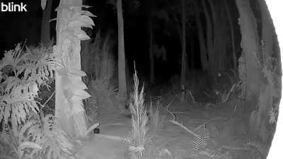 Tampa critter meets gray coyote