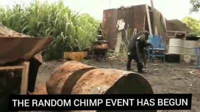 RANDOM CHIMP EVENT