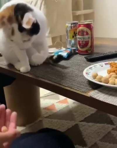 They said that cats are useless