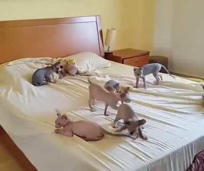 Greebles in the bedsheets make it impossible to get wrinkles out.