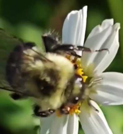 Carpenter bee on beggar ticks