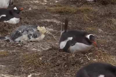 Taking it in the face