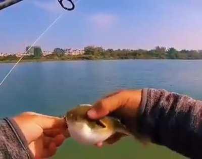 Como NO liberar un pez globo