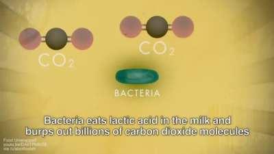 How Swiss cheese gets its holes