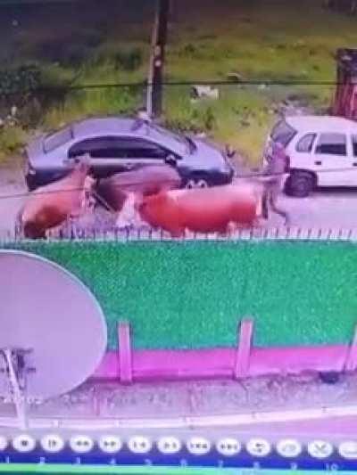 YA BAHTIMI SİKEYİM ARABAYI PARK ETTİM DURAN ARABAYA İNEK ÇARPTI AMINA KOYAYIM