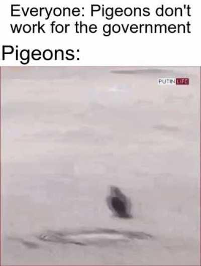 Pigeon caught saluting Putin [leaked]