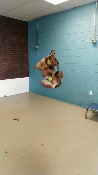 My dog trying to catch a ball