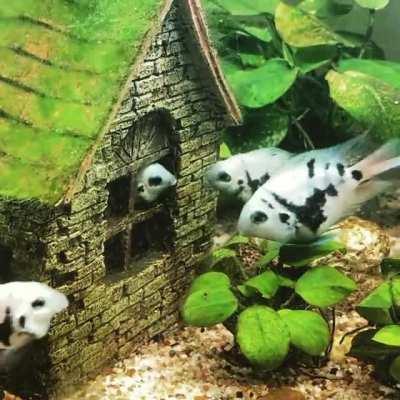 When fish talk about politics