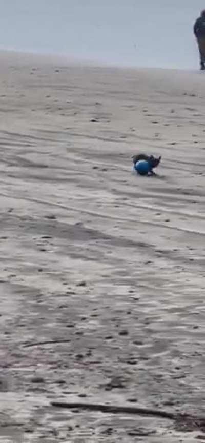 The dog is showing off his talent