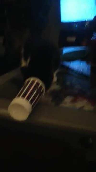 CaT ENdS LiFe bY JuMPinG oFF CLiFf