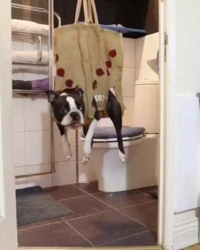 Not all dogs are created equal