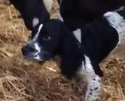 welcome to orphanage weird calf