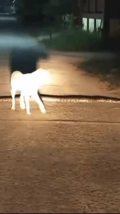 That’s a weird speed bump