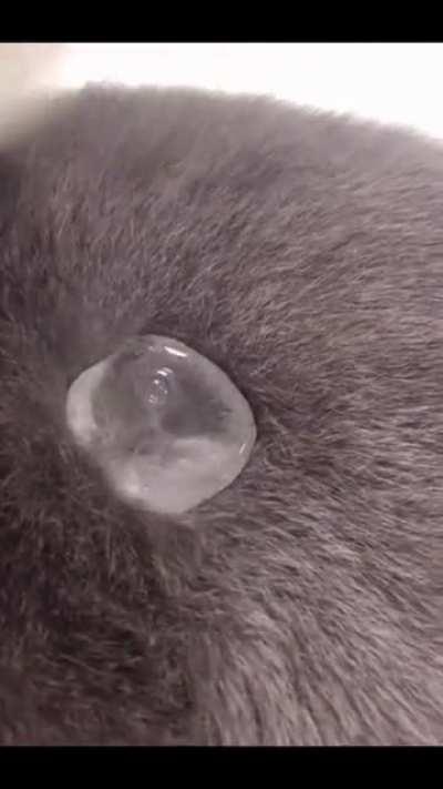 Today I Discovered That Cats Are Waterproof!