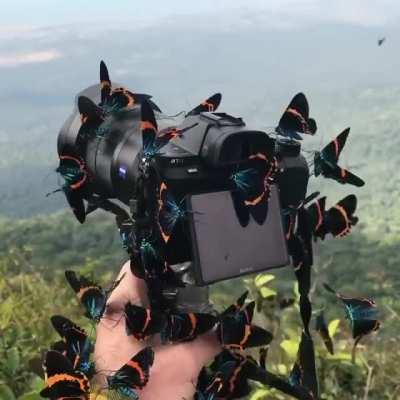 Milionia basalis butterflies cover a Sony camera deep in the Cambodian forest