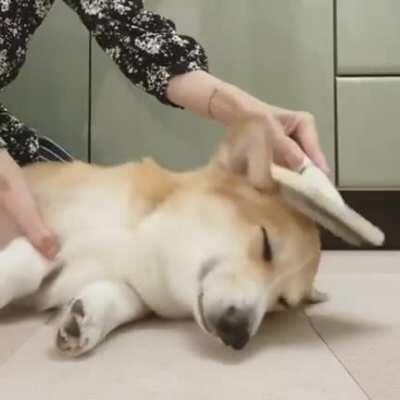 CAPTurEd dog GETs burtALlY KIlLeD wHILE TrYINg TO EscApe