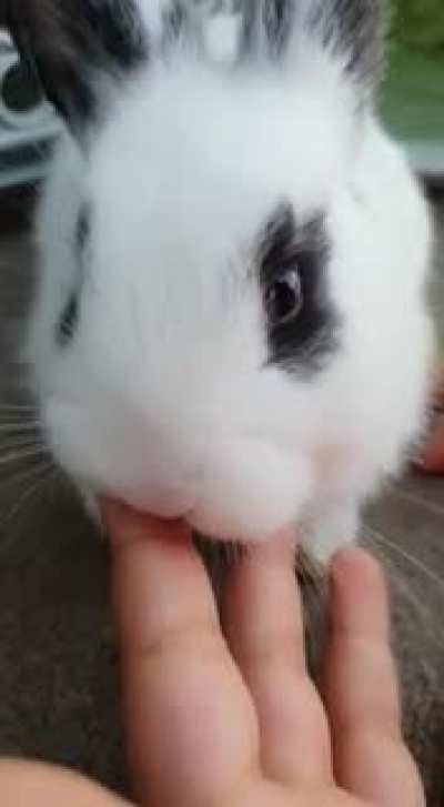 My rabbit kissing my daughter