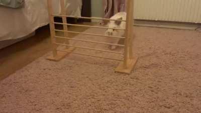 Important rabbit health PSA index