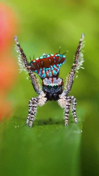 🔥 These Stunning Peacock Spiders doing their Courtship Dance