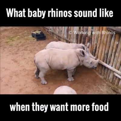 Baby Rhinos
