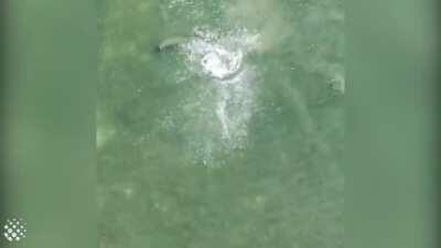 Dolphin launching fish into orbit