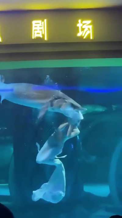 A sturgeon in an aquarium tried to swallow a woman dressed as a mermaid.