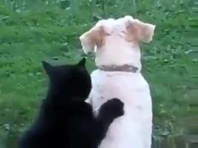 Cat massaging a dog