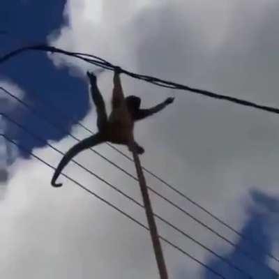 Monkey is grounded by electricity