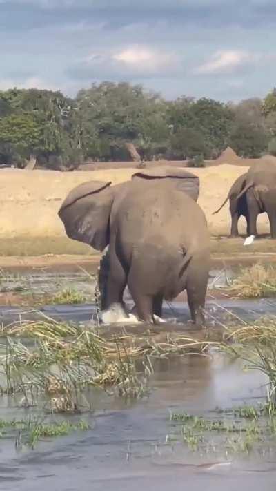 Elephant stomping the life out of a crocodile