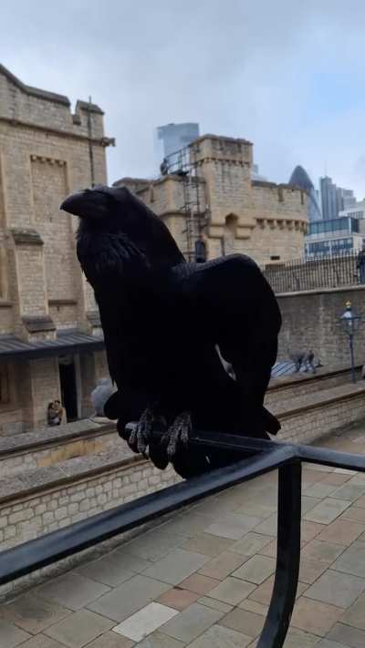 Tower of Londen raven being vocal