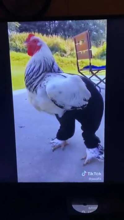 I will forever love this video of this handsome king. *my type*